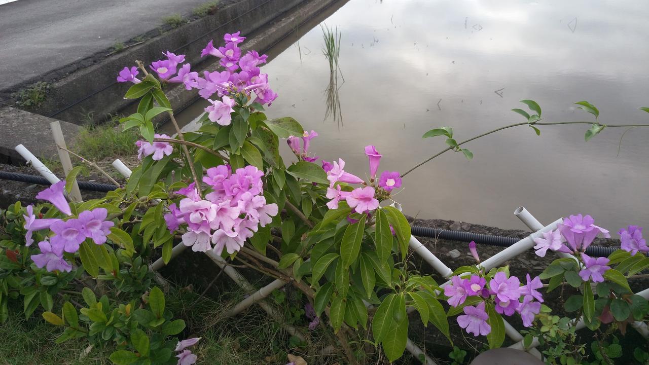 Tinto B&B Yilan Ngoại thất bức ảnh